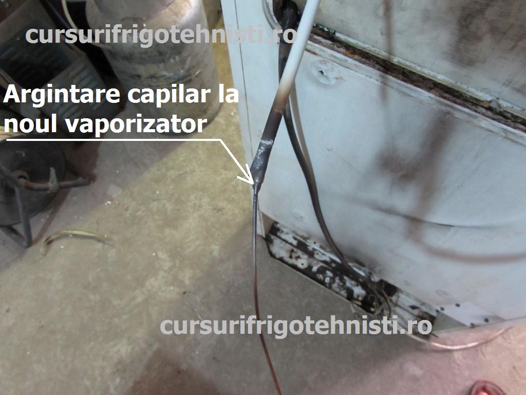 Argintare capilar. (Custom).JPG