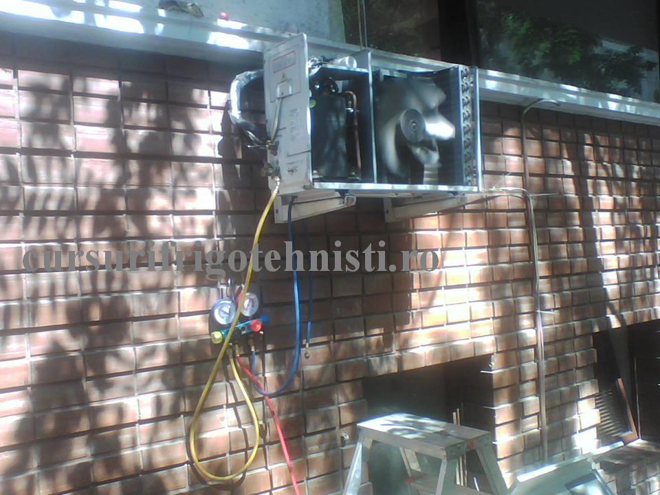 Ce rele fac soaricii.jpg