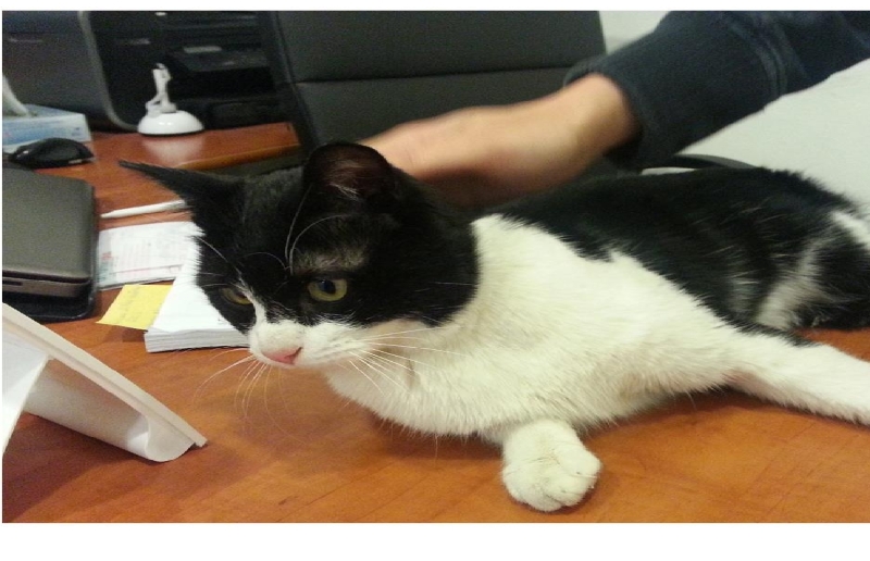 martanul (Custom).JPG