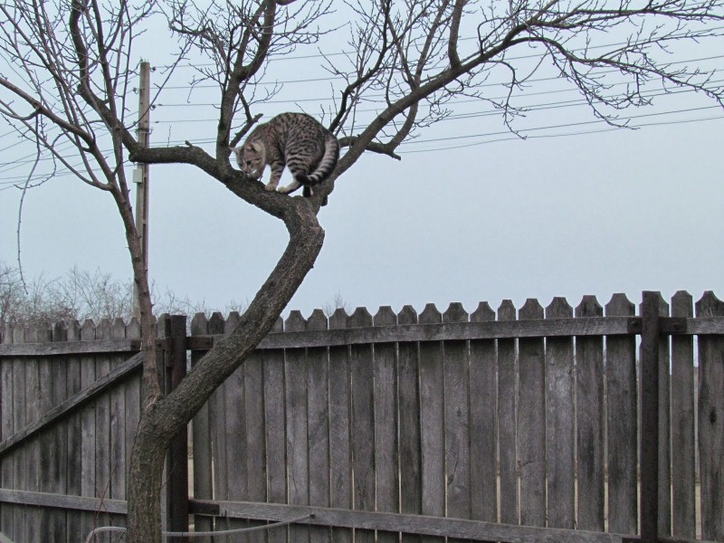 Frigotehnist fara electrician esti in pom (Custom).JPG