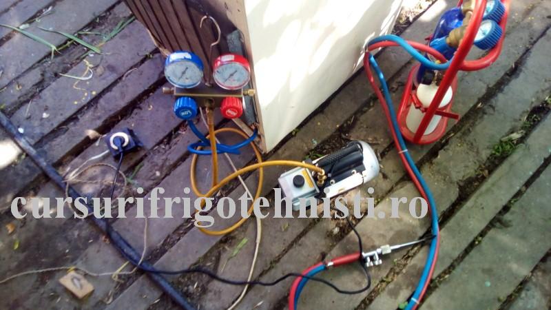 Lada pusa la vac.jpg