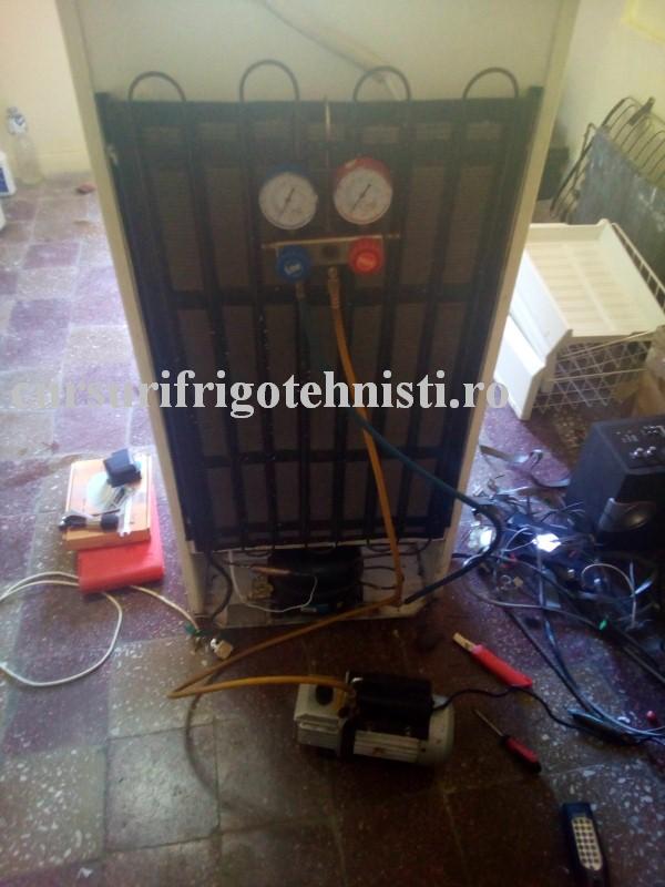 6 batranul arctic la vidat (Custom).jpg