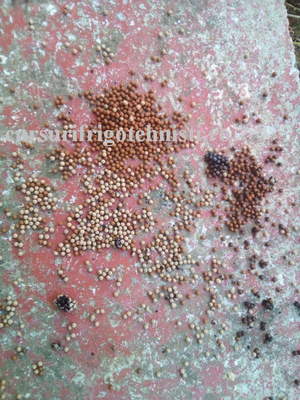 3 filtrul original sectionat (Custom).jpg