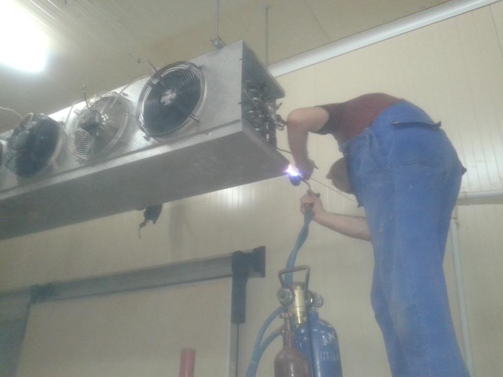 Florin argintand.jpg