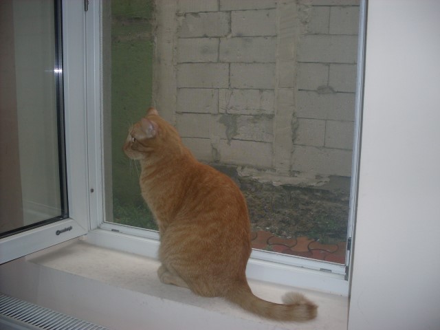 Un electrician in devenire (Small).JPG