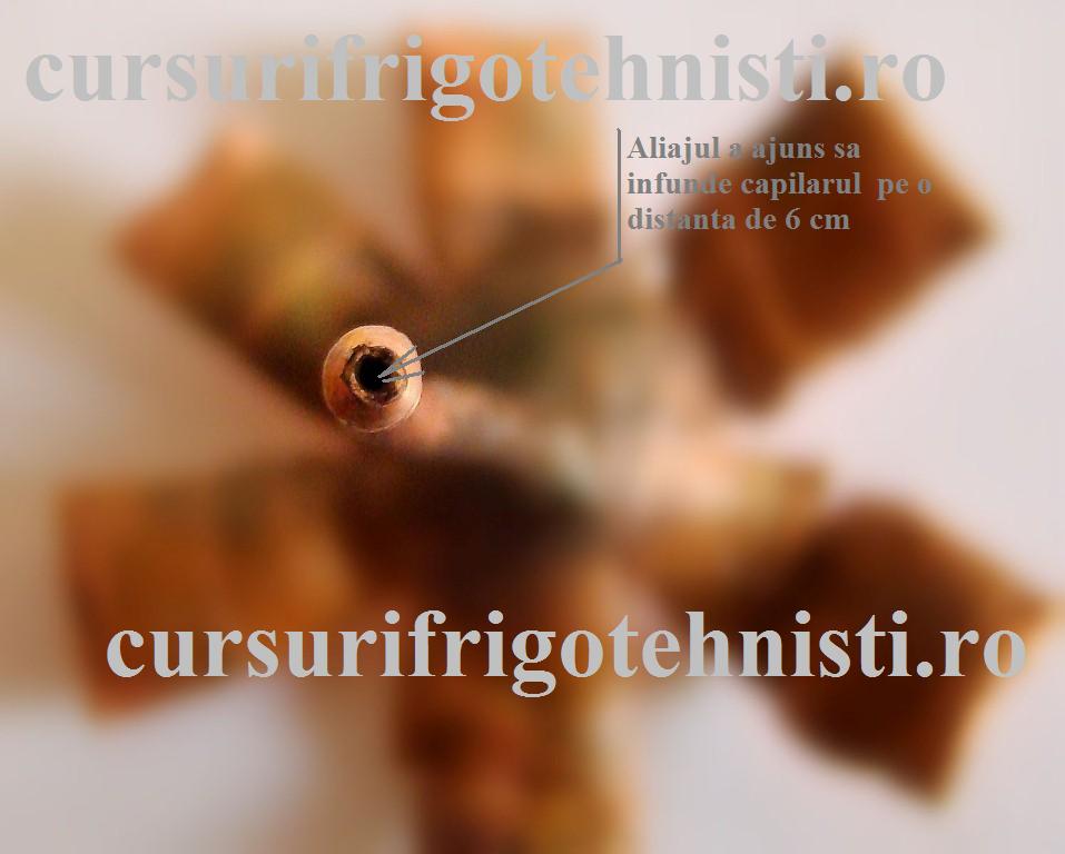 Capilar infundat 04 (Custom).JPG