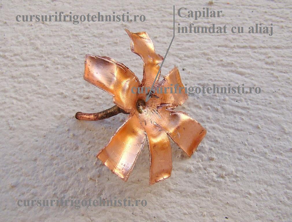 Capilar infundat 02 (Custom).JPG