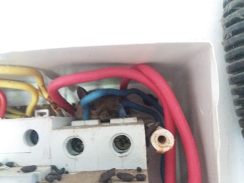 tablou monofayat , terminat de soarici .jpg