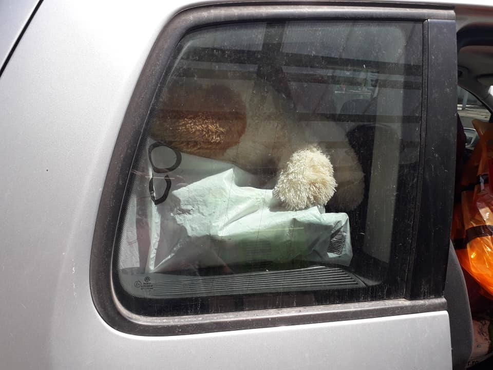 celebrul ursulet destinat unei fetite.jpg